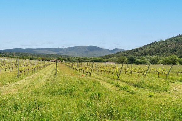 A vineyard with rows of grapevines and a clear sky. - Cottage with Pool by the Vineyards in the Luberon – Maison Marvic Laurier T2 (Apt)