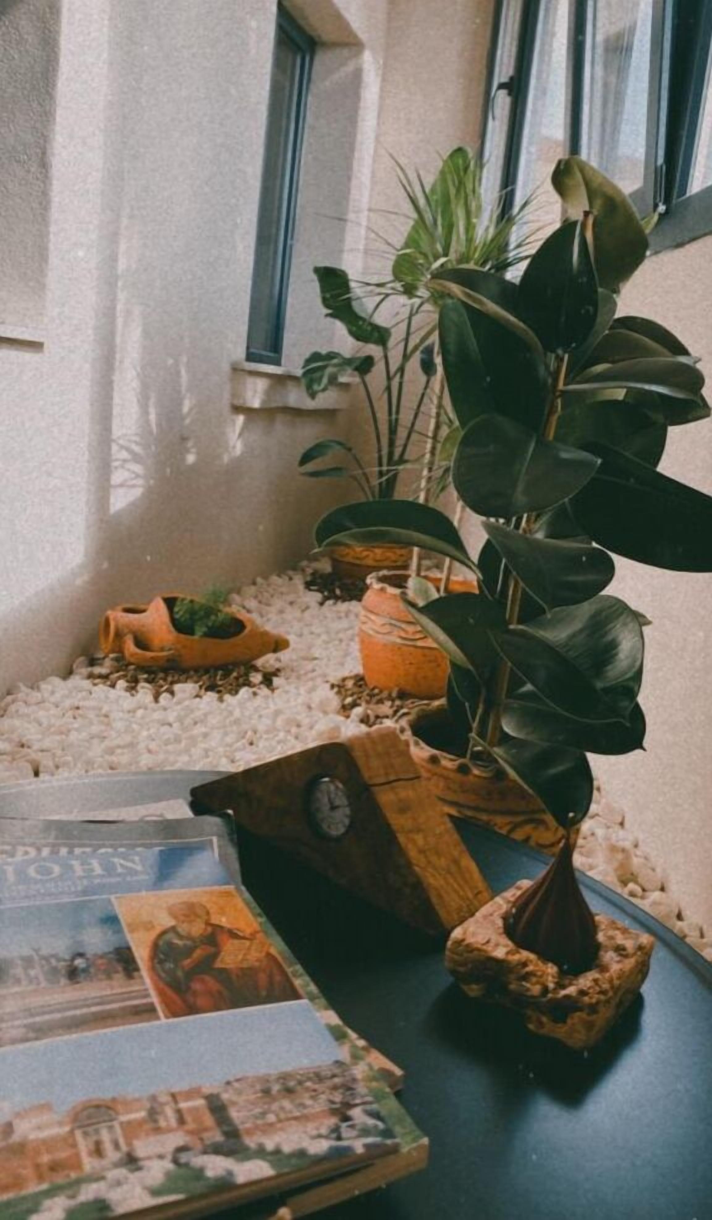 A room with a large plant, a wooden clock, and a table with newspapers.