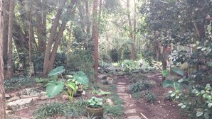 A forested garden with a stone path, large leafy plants, and a rustic stone planter.
