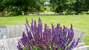 Un jardin avec des fleurs violettes et un banc en bois.