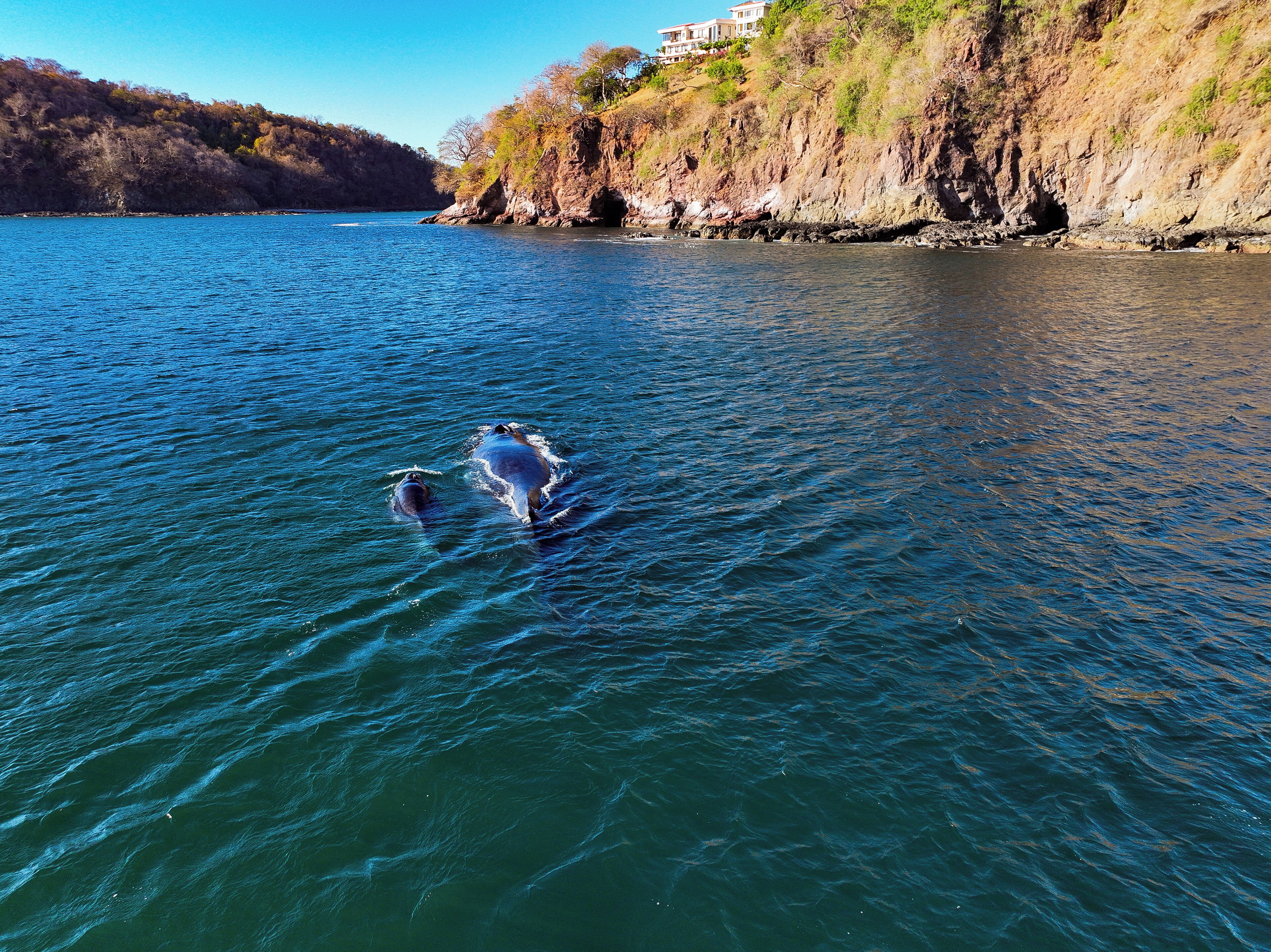 Un plan d’eau où nagent deux dauphins, une côte rocheuse et un bâtiment situé sur une colline.