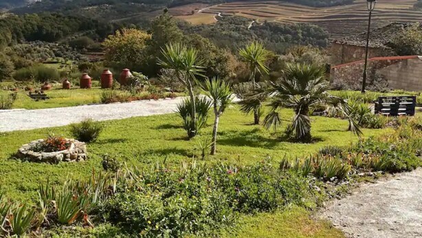A rural landscape with terraced fields, palm trees, and a gravel path.