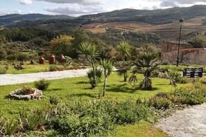 A rural landscape with terraced fields, palm trees, and a gravel path. - Casa Nestório (Penalva do Castelo)