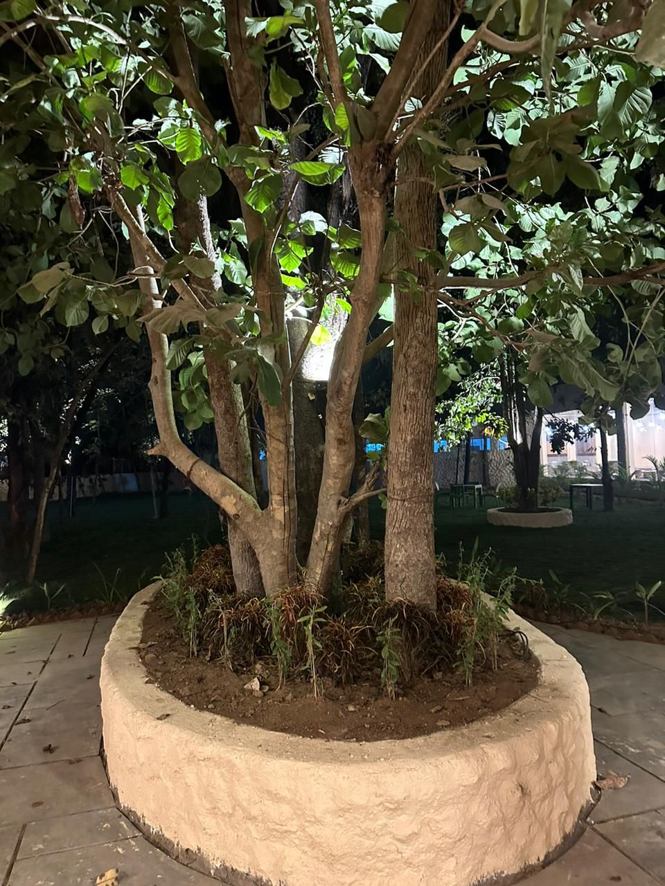Un árbol en una jardinera de hormigón circular, rodeado por una zona pavimentada.