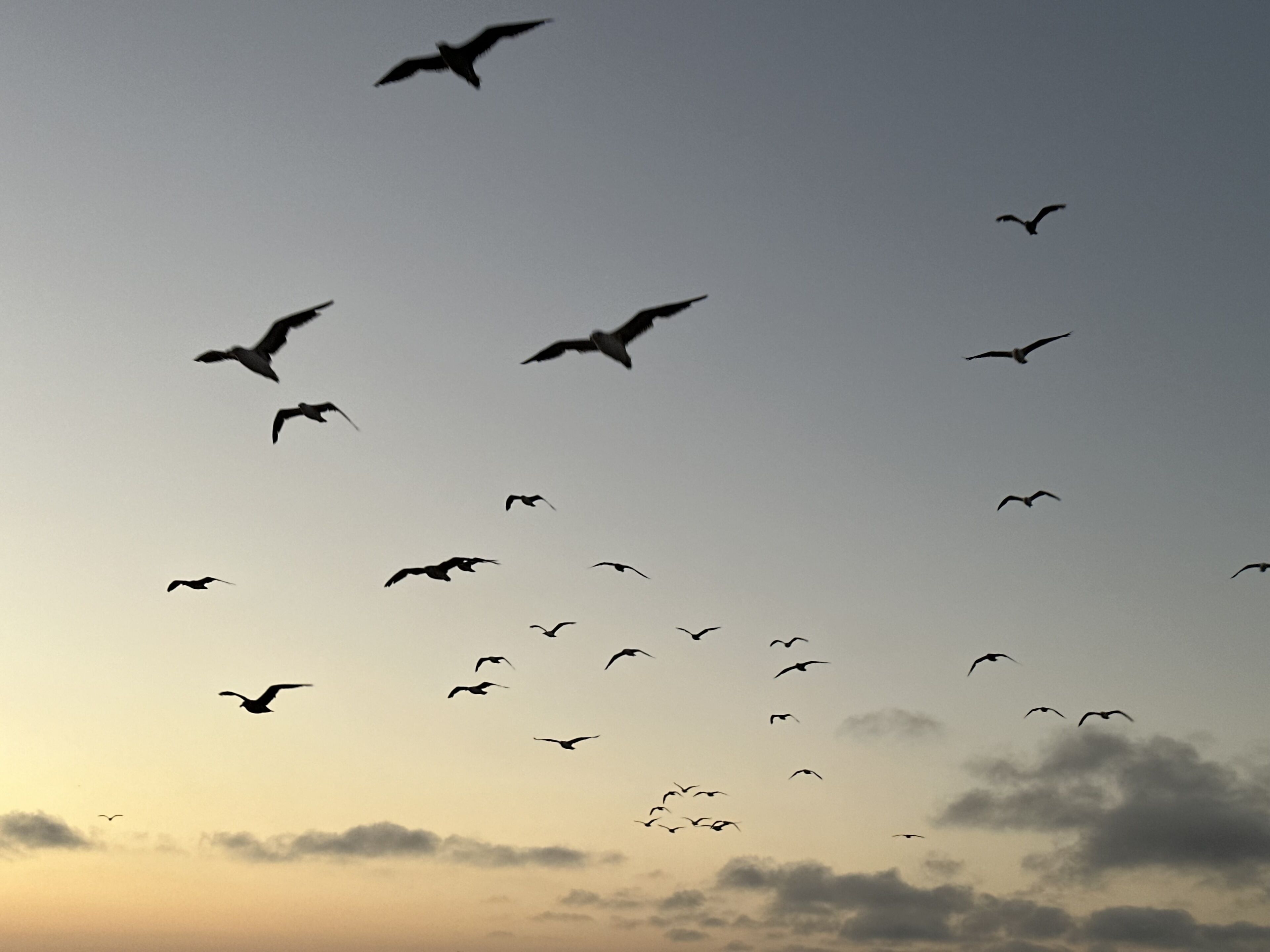A group of birds flying in the sky.