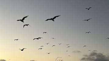 A group of birds flying in the sky.