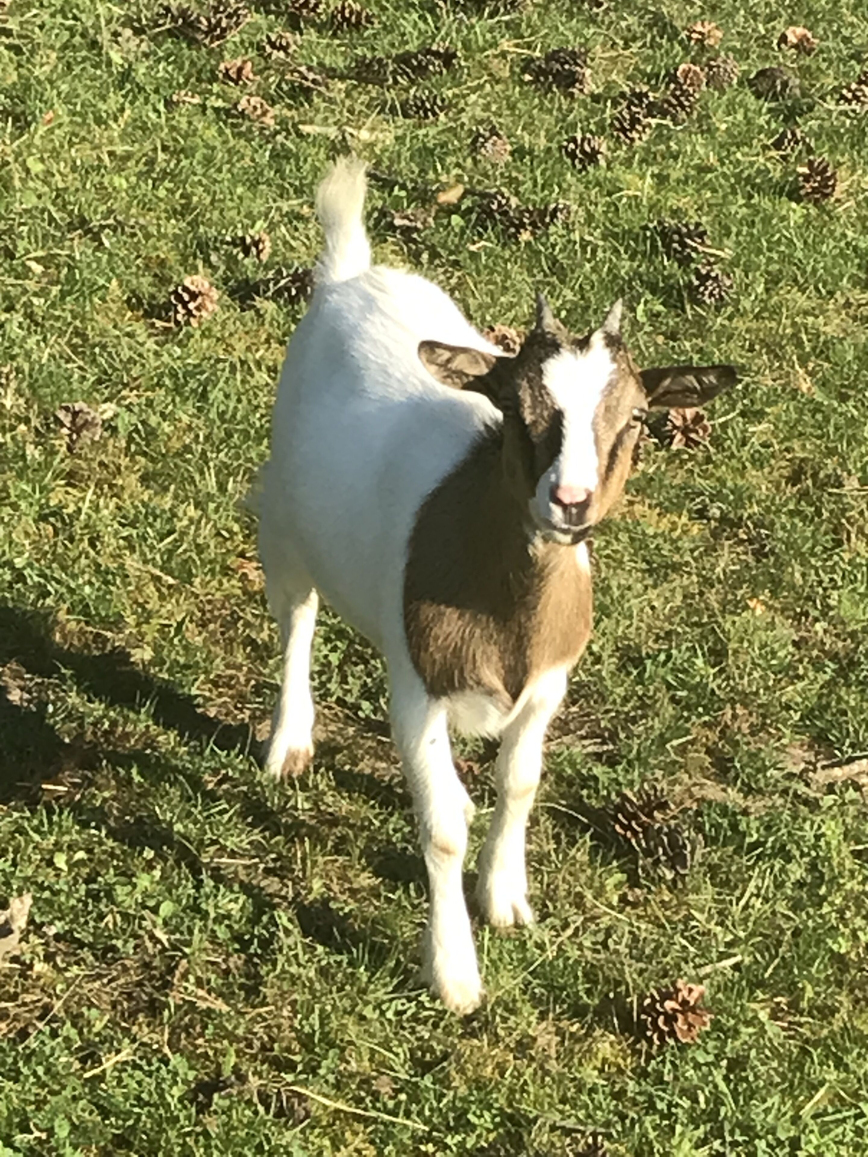 Une chèvre se tient dans l’herbe, et des pommes de pin sont éparpillées autour d’elle.