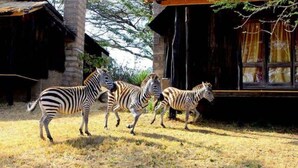 A zebra enclosure with a wooden building and a fenced area.