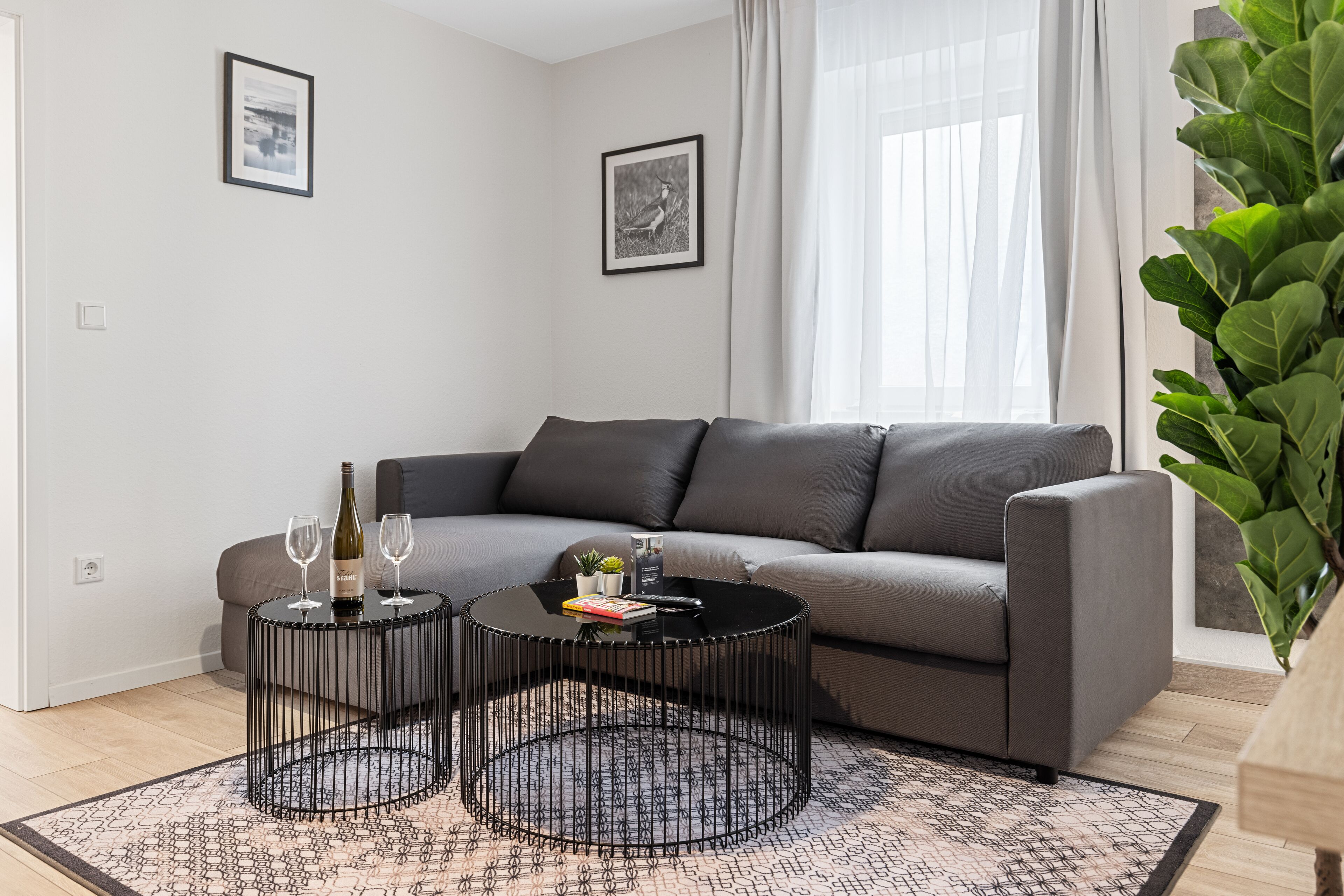 A modern living room with a grey sofa, two black round coffee tables, and a large green plant.