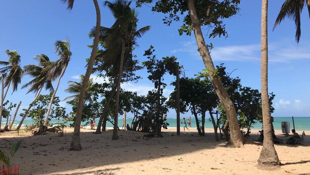A beach with palm trees and a clear sky.