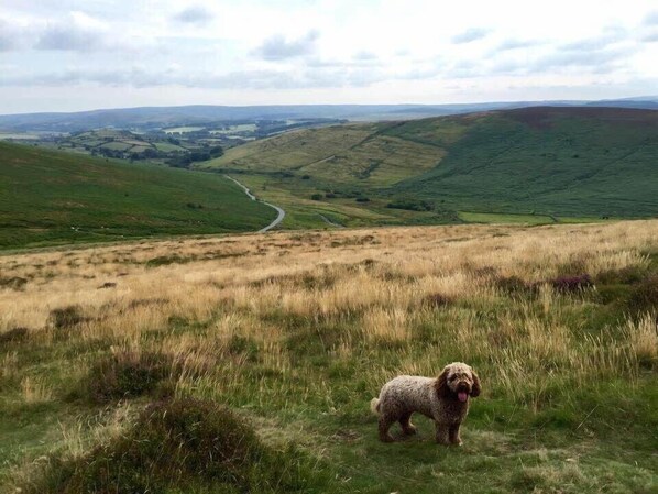 A dog standing on a grassy hill with a winding road in the background. - Idyllic Dartmoor Cottage (Postbridge)