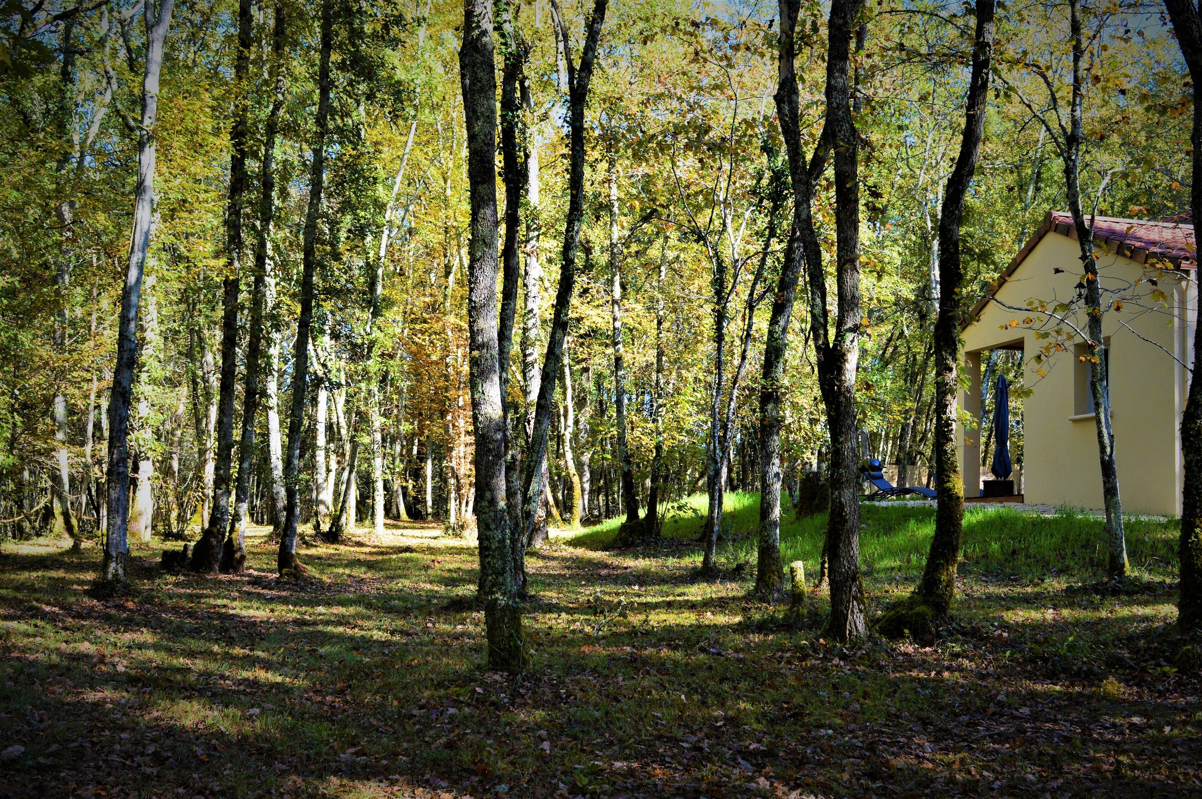 A forested area with a small building with a red roof.