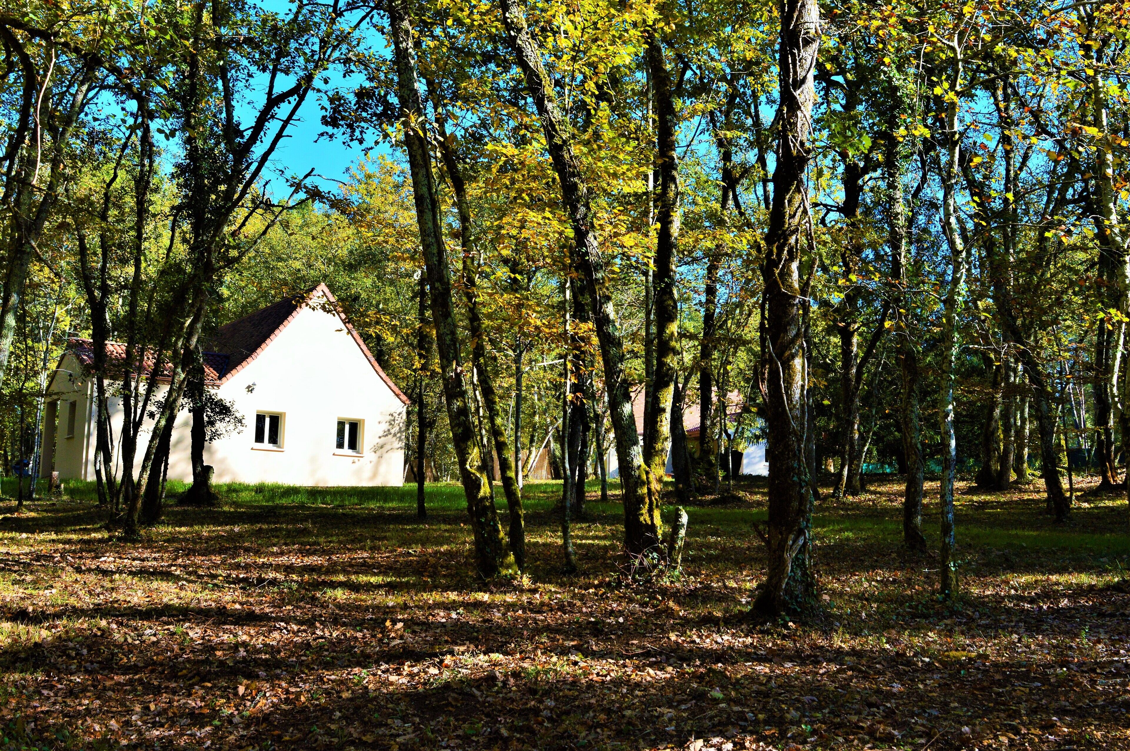 Une maison blanche entourée d’arbres, située dans une zone boisée.