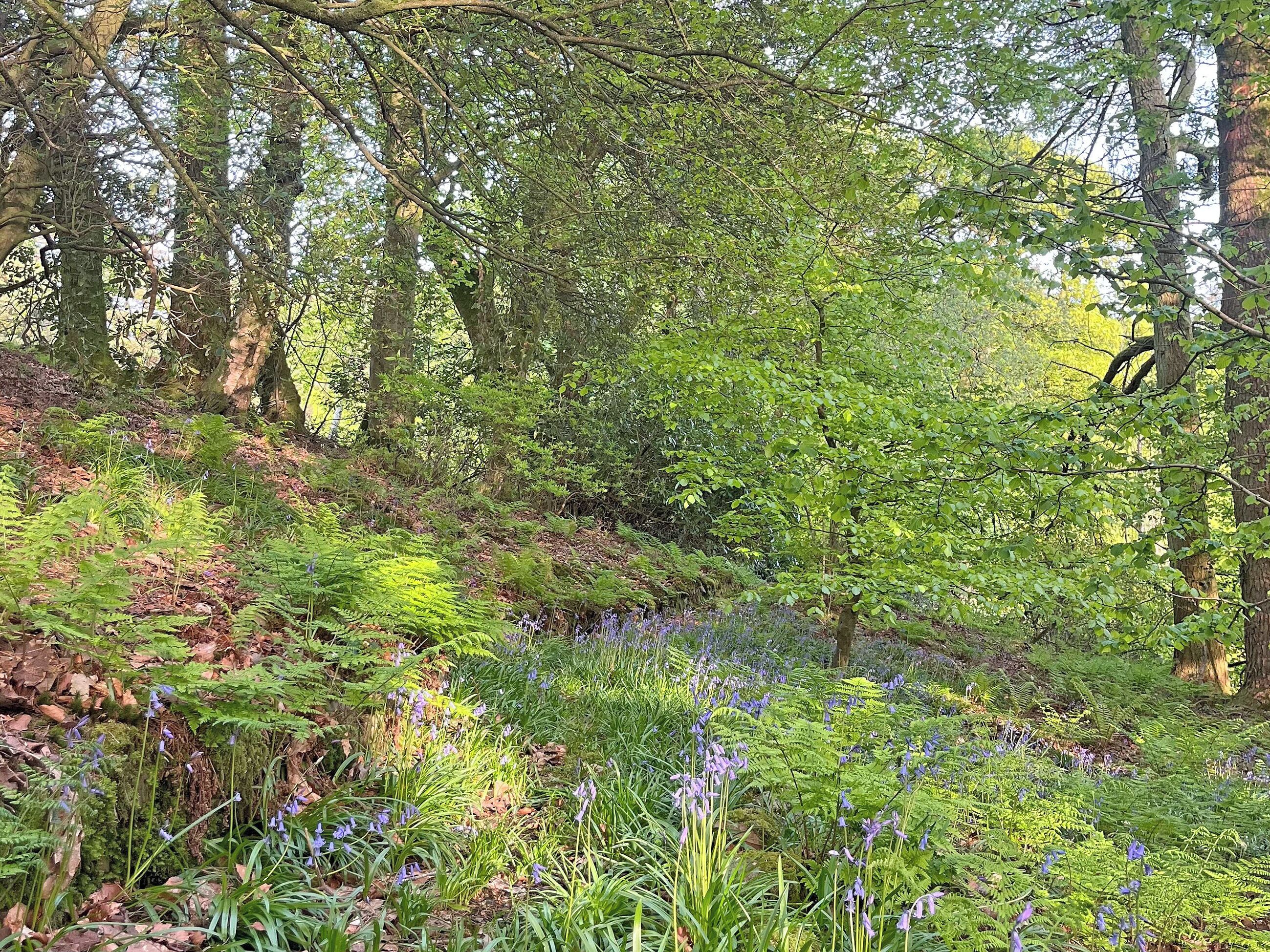 A forested area with dense foliage and ferns.
