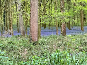 A dense forest with tall trees and a swampy area.