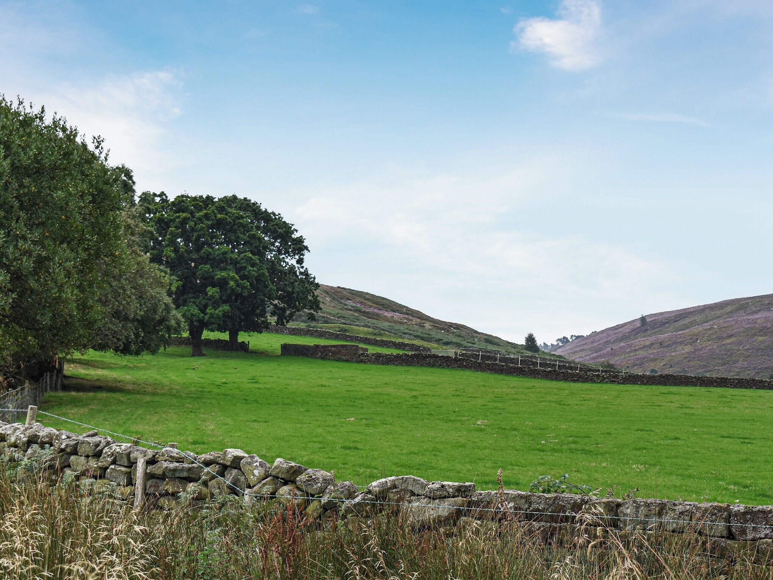 Ländliche Landschaft mit einer Steinmauer, einem großen Baum und sanften Hügeln.