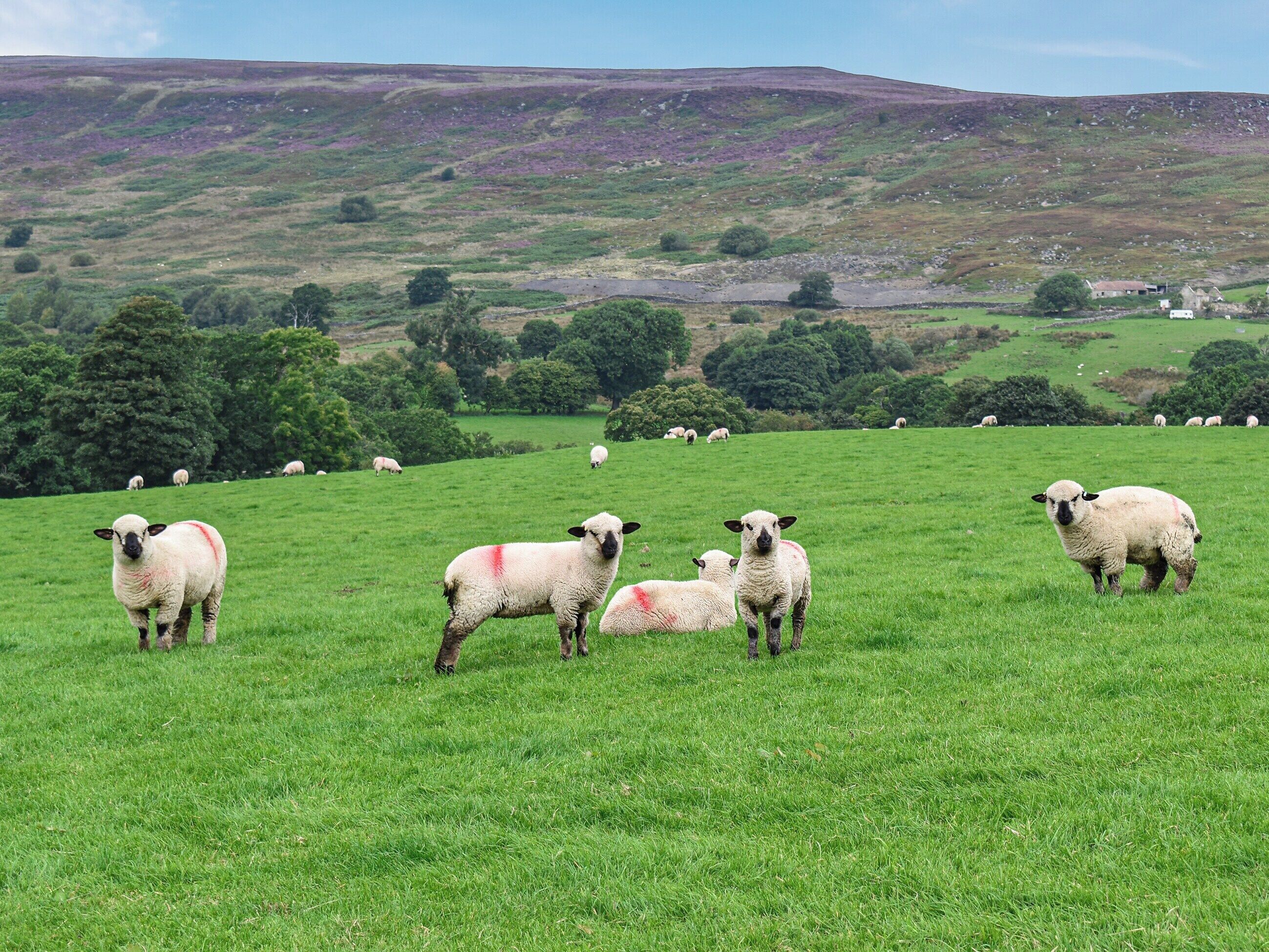 A green field with sheep grazing.