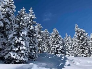 Winter wonderland scene with evergreen trees heavily laden with snow.