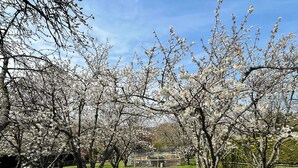 A park with blooming trees and a grassy area.