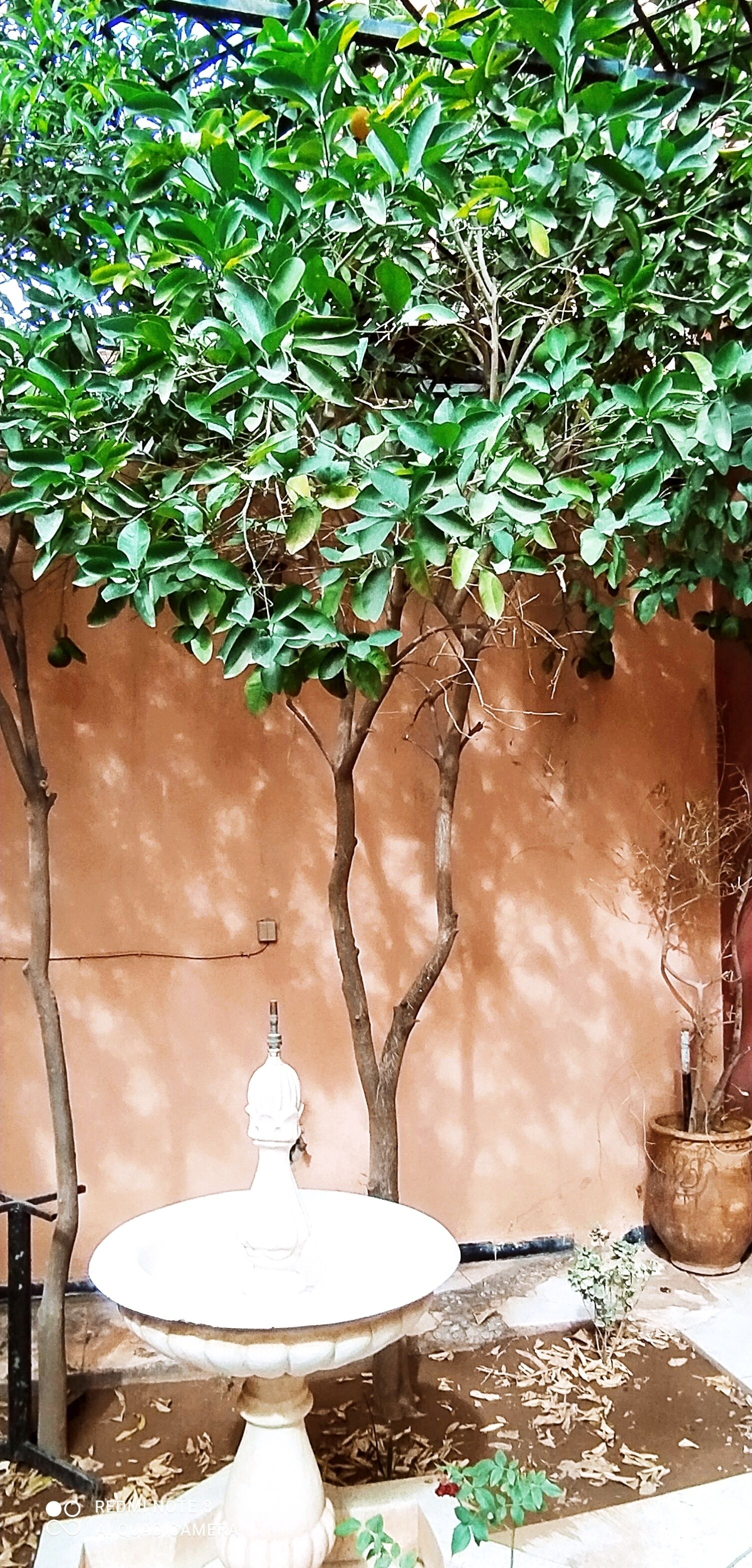 Foto - maison d'hôtes Le petit jardin Marrakech