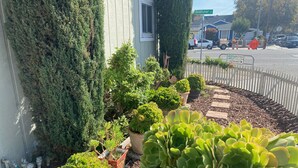 Un jardin avec différentes sortes de plantes et un trottoir.