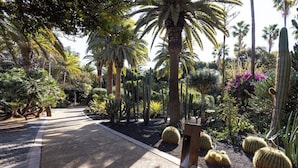 Un jardín con diversos cactus y palmeras, un sendero de grava y un banco de madera.