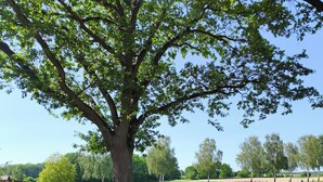 Ein von Bäumen gesäumter Weg, der durch einen Park mit einer grünen Wiese und einem Zaun im Hintergrund führt.