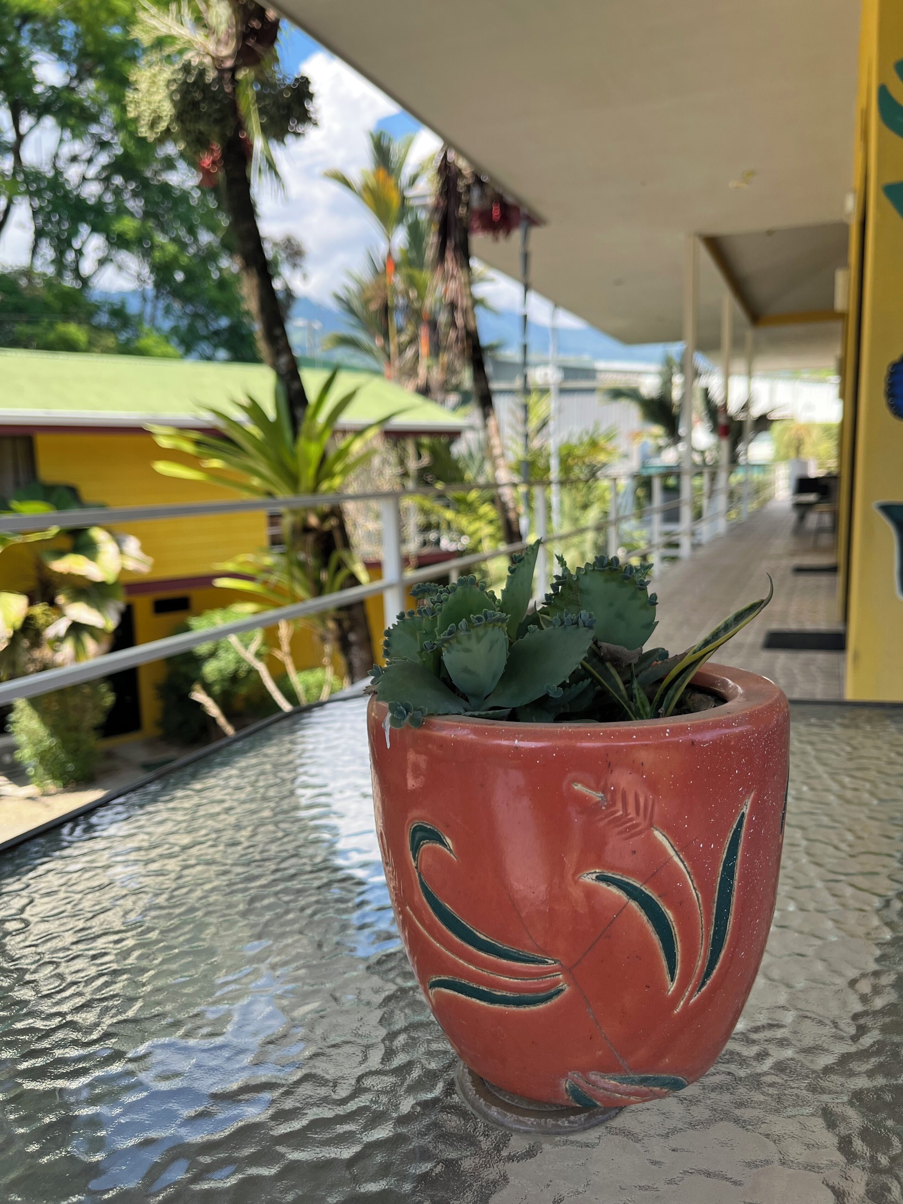 A potted plant with a red pot on a glass table.