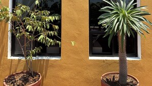 Two windows with potted plants outside. - 2BR Surf Loft | Beachside with Open Terrace (San José del Cabo)