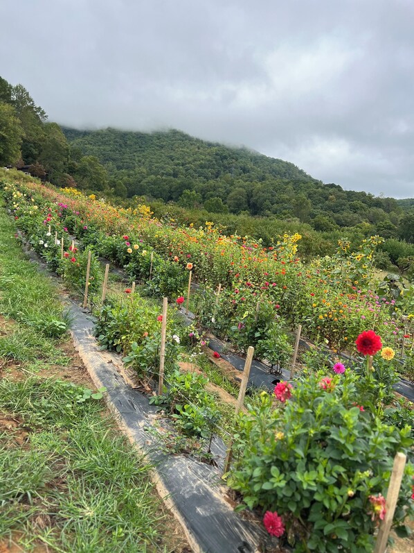 A flower garden with various colorful blooms and a forested hillside in the background.
