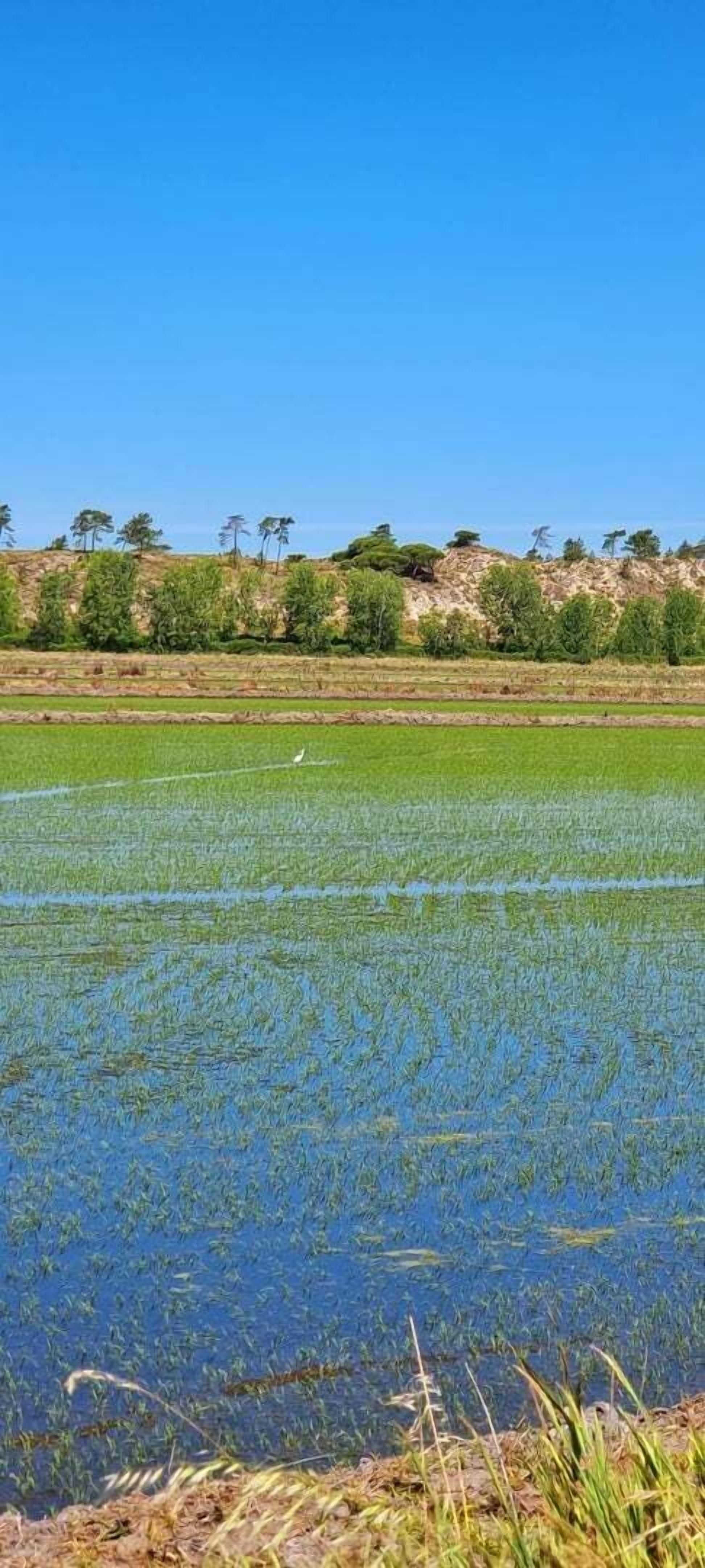 A rice paddy field with water and green plants, surrounded by trees and a clear blue sky.