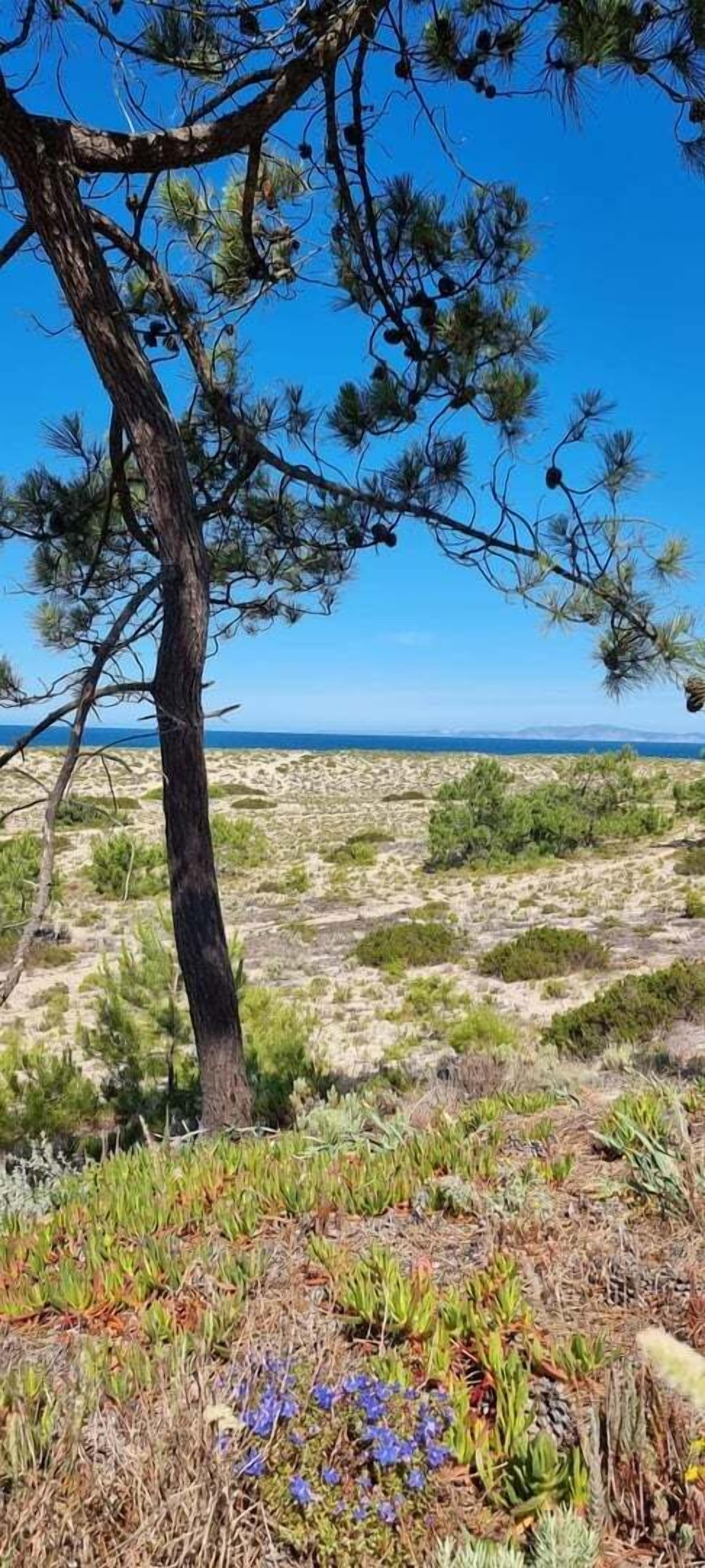 A coastal landscape with a prominent pine tree and sparse vegetation.
