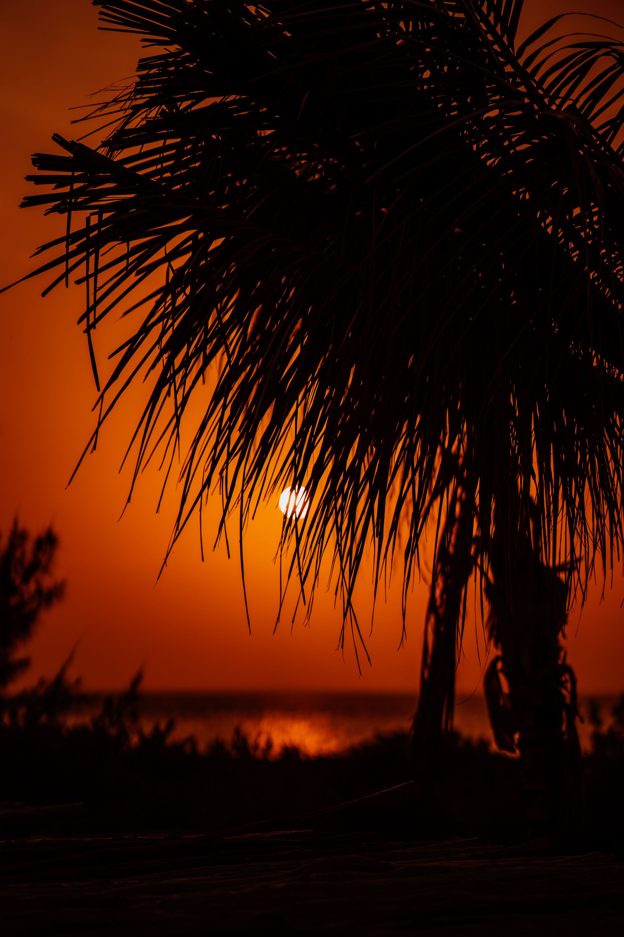 Photo - Delek Holbox