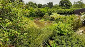 Un jardin luxuriant avec un petit étang, un feuillage dense et une grande variété de plantes.