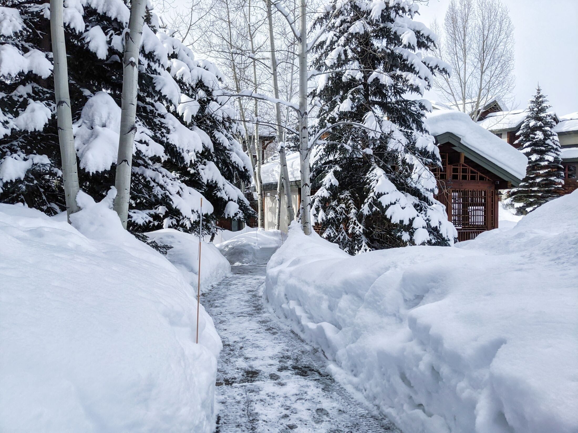 A snow-covered pathway flanked by trees and buildings.