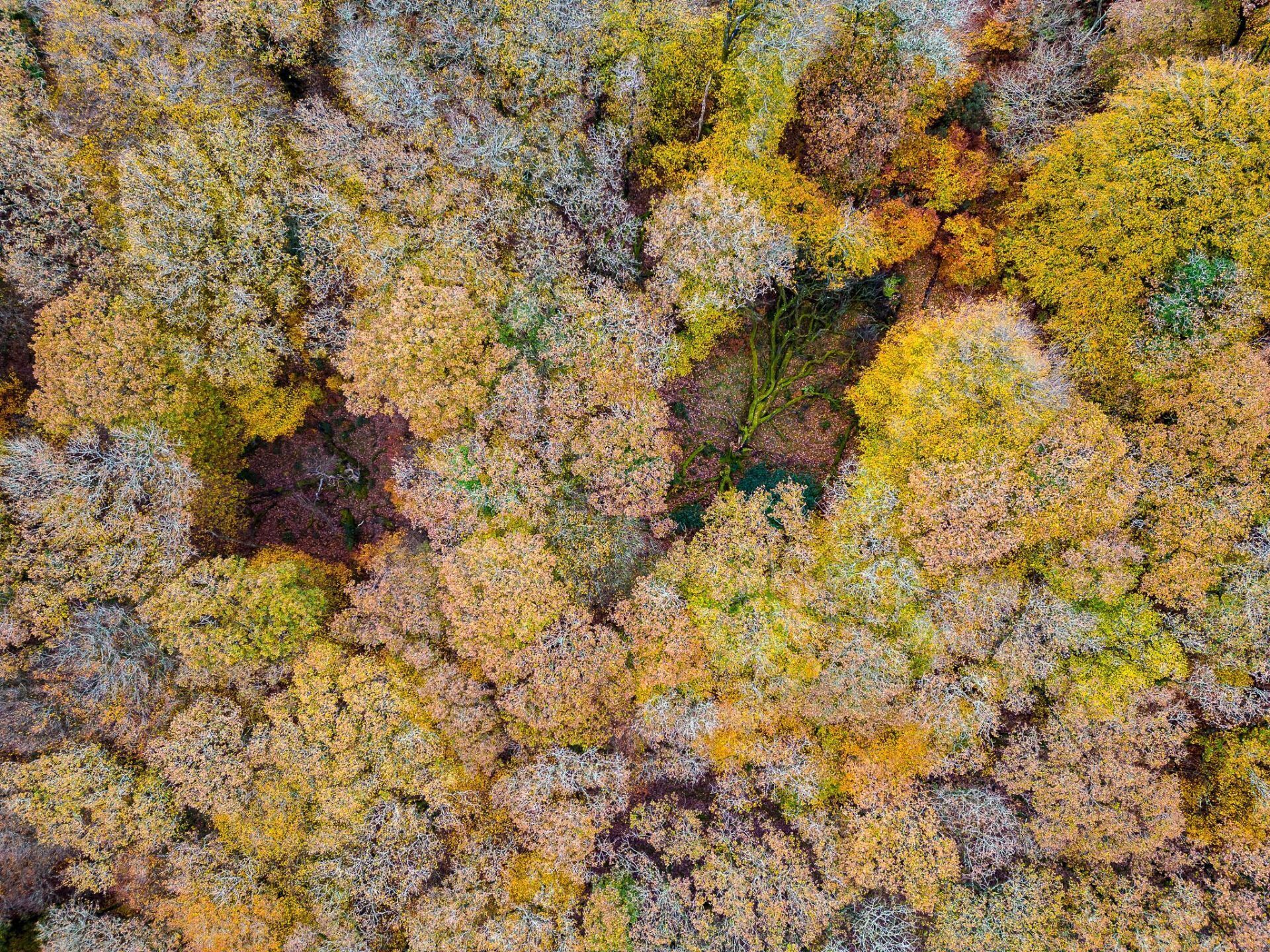 Una fitta foresta con diverse specie di alberi in varie fasi del foliage autunnale.