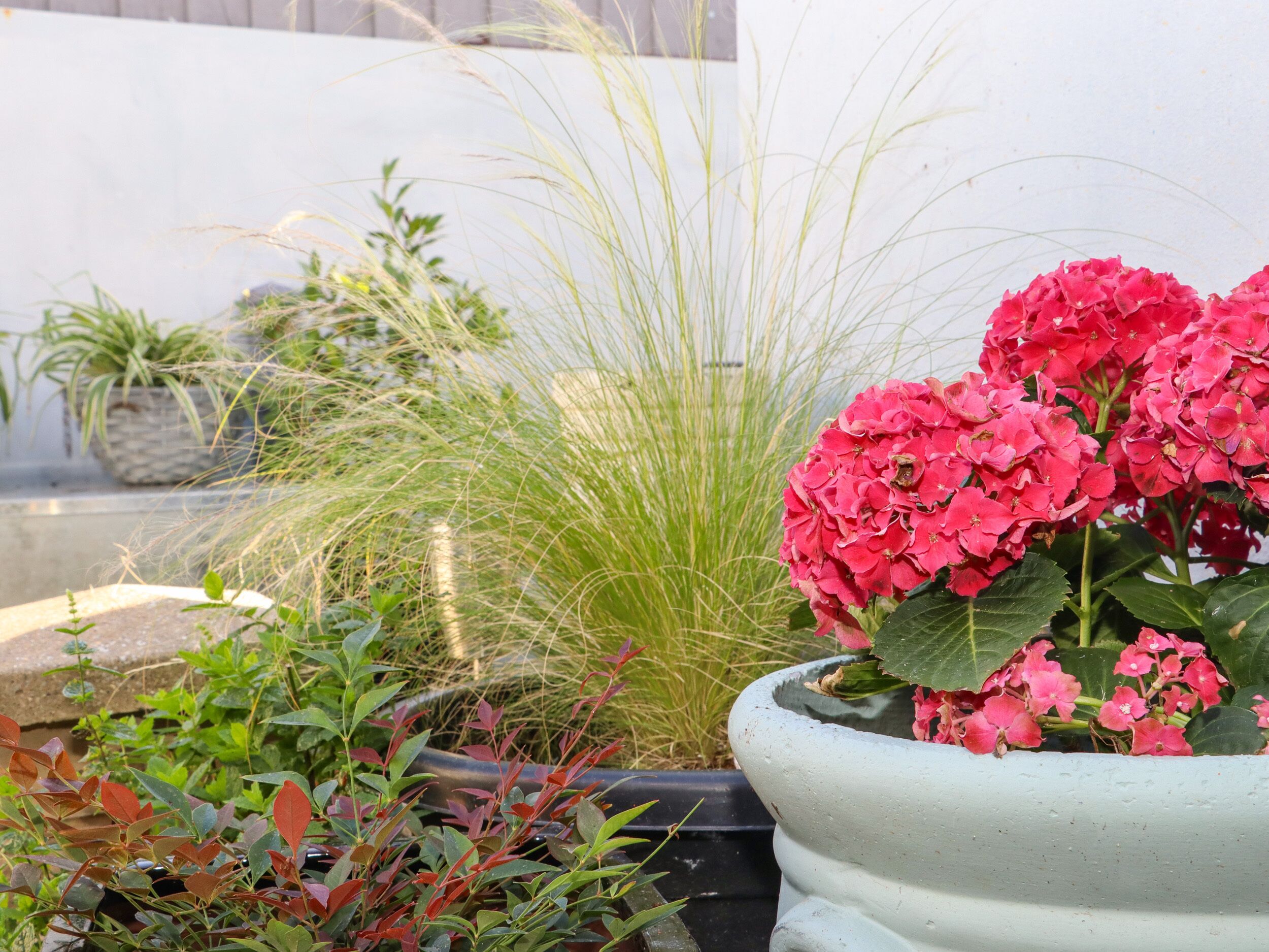 A garden with various plants and a large planter with pink flowers.