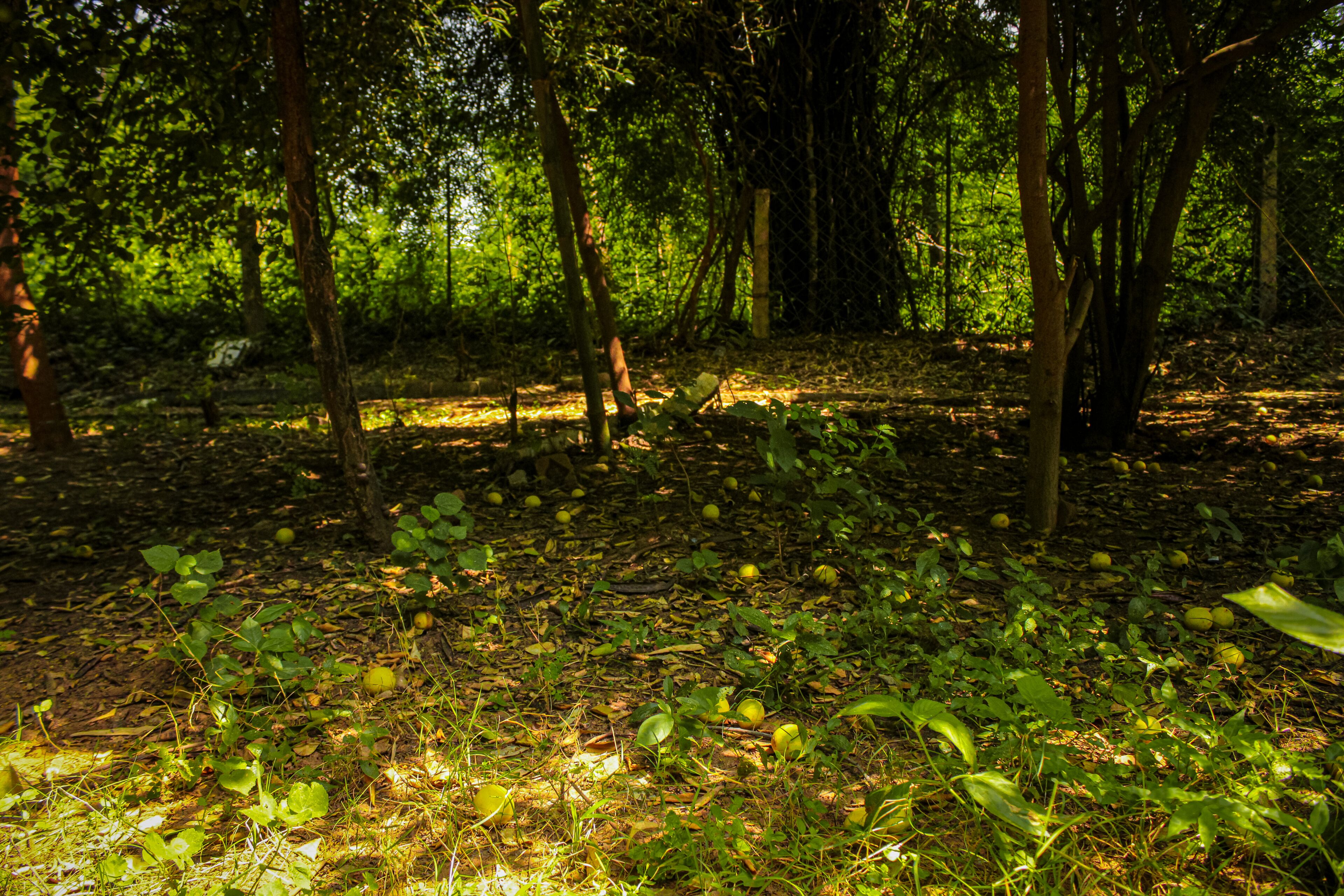 Un tapis de feuilles et quelques arbres parsèment le sol de la forêt.