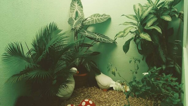 A corner with plants, a star-shaped light, and a hanging lantern.