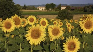 Un champ de tournesols, avec un paysage rural en arrière-plan.