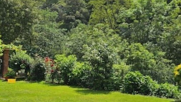 Un césped verde y frondoso con un follaje denso y árboles al fondo.
