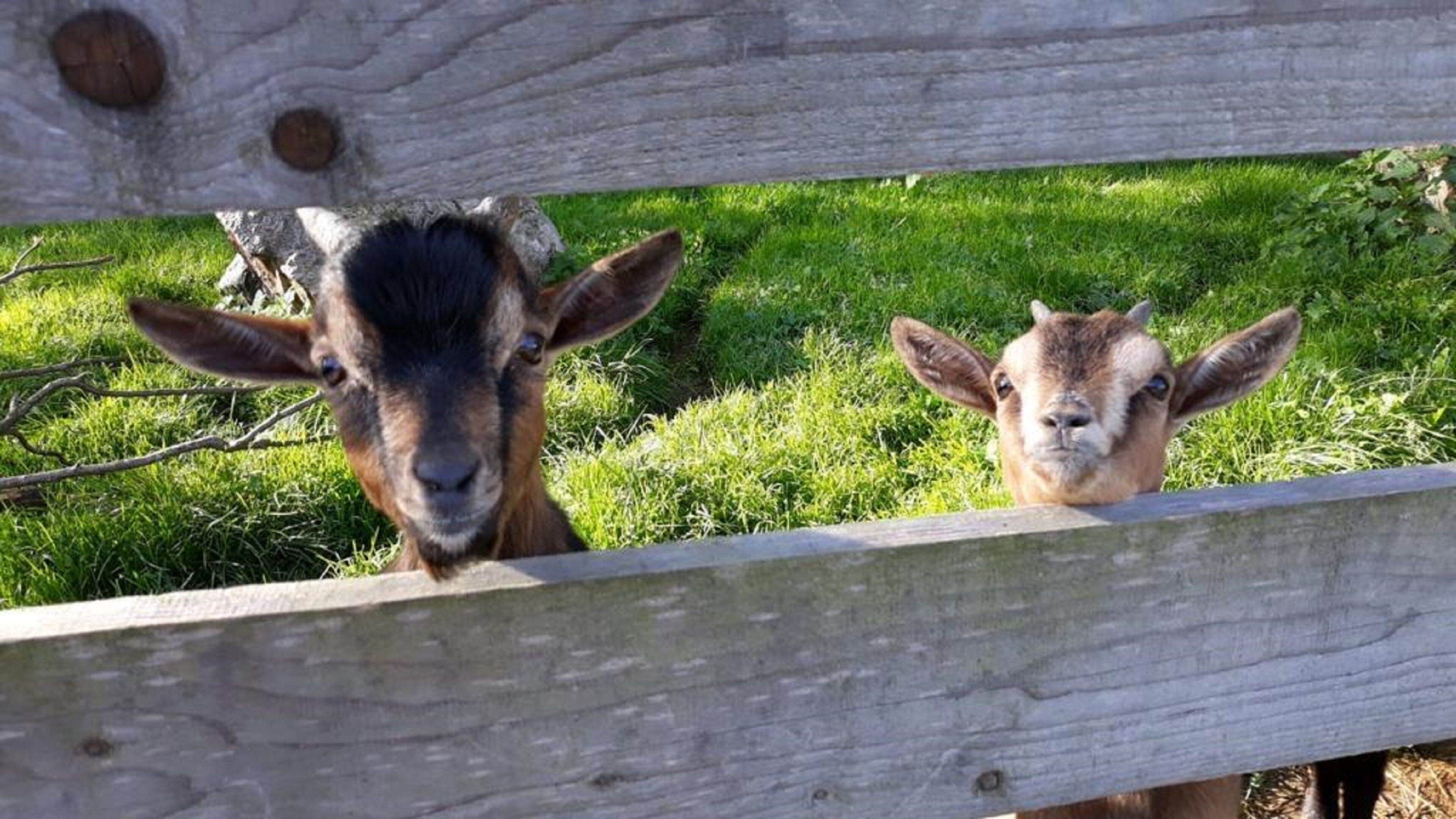 Two goats behind a wooden fence in a grassy area.