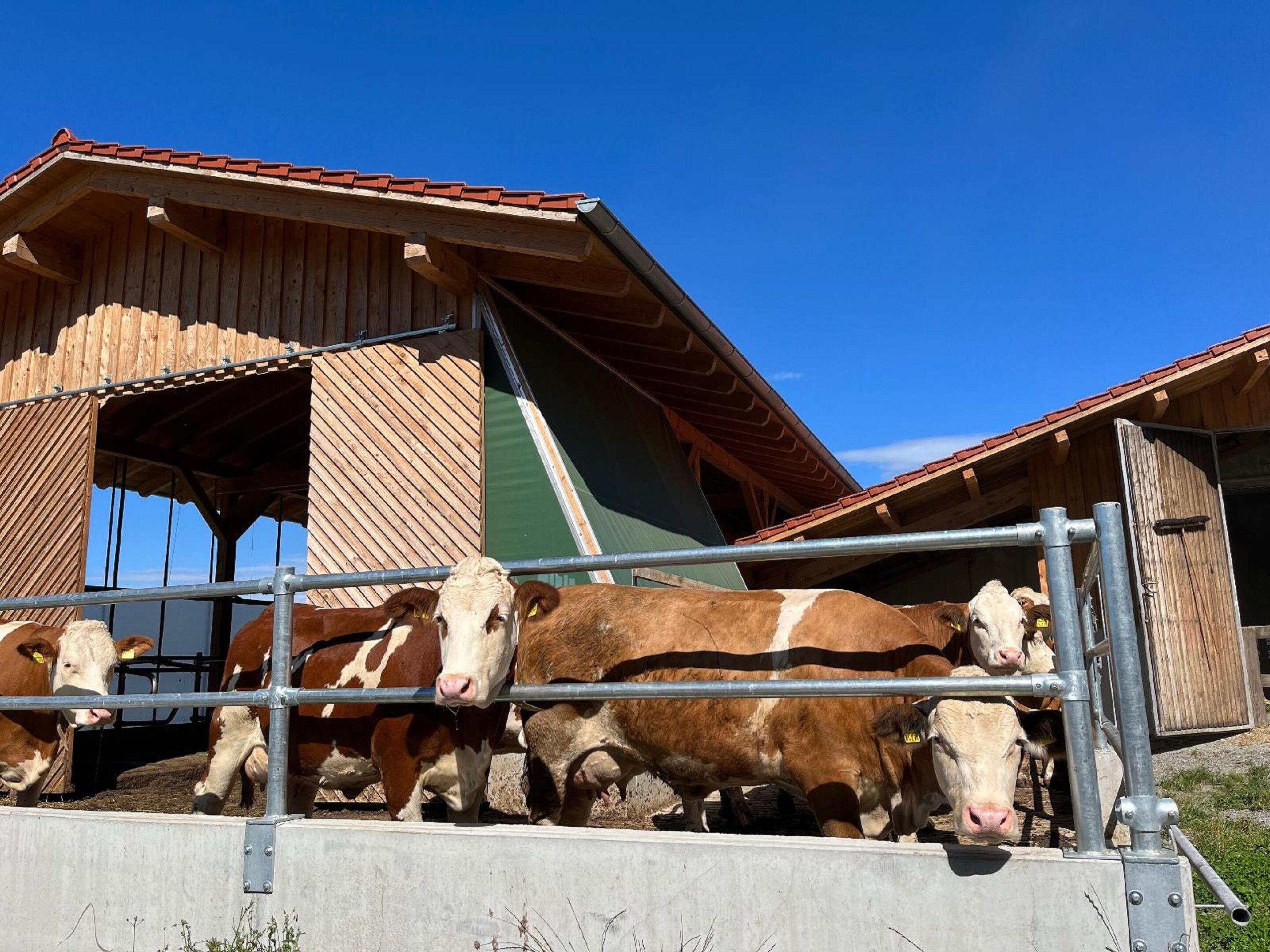 Un granero con techo inclinado y lados abiertos, que alberga varias vacas.