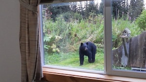 A window with a view of a bear in a natural setting. - Green Timbers Lodge Redwood Cabin (Homer)