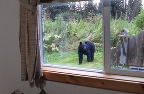 Cabin, 1 Bedroom, Balcony, Mountain View | Exterior - Green Timbers Lodge Redwood Cabin (Homer)