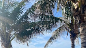 A coastal view with palm trees and a rocky shoreline. - Fabulous one Bedroom in West Bay (West Bay)