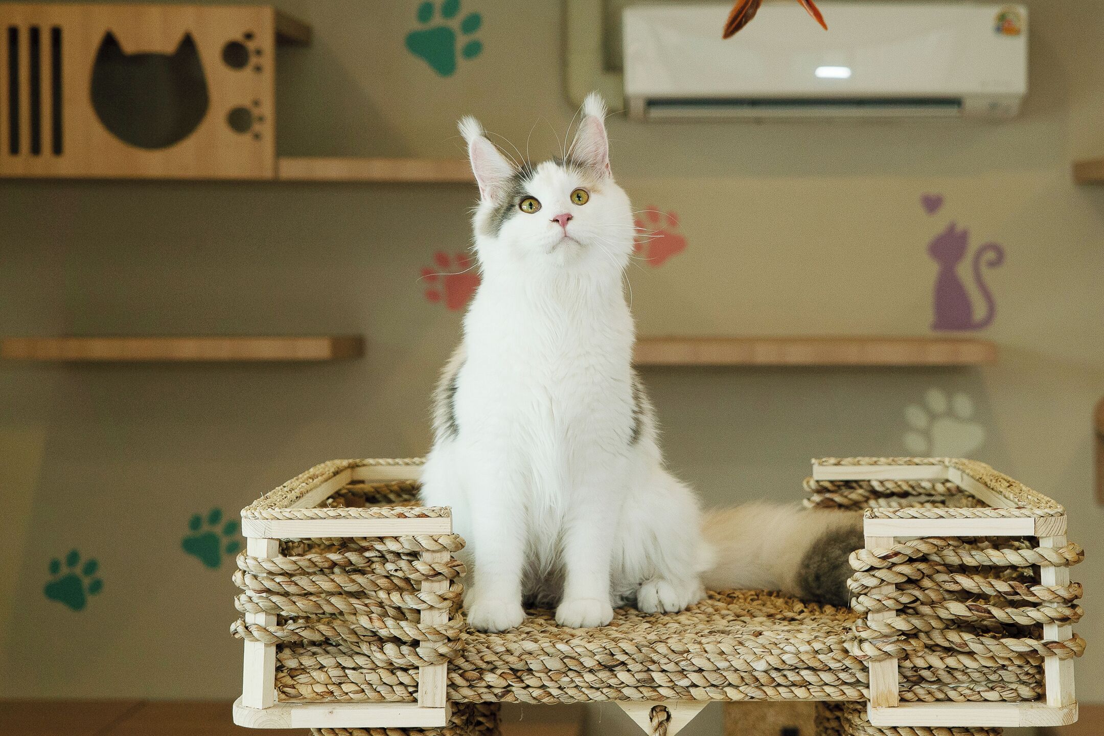 A white cat sitting on a woven cat tree in a room with wooden shelves and air conditioning units.