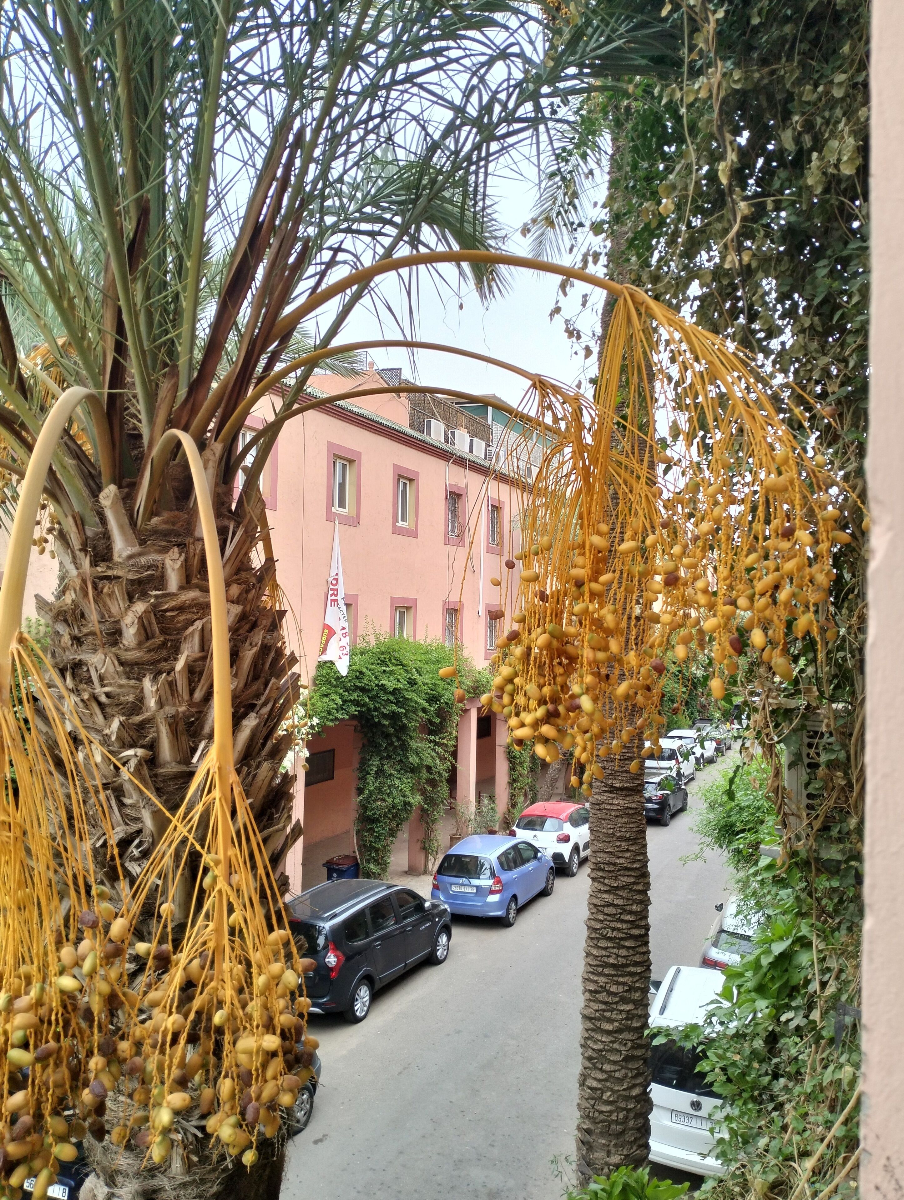 Foto - Riad Green Lotus