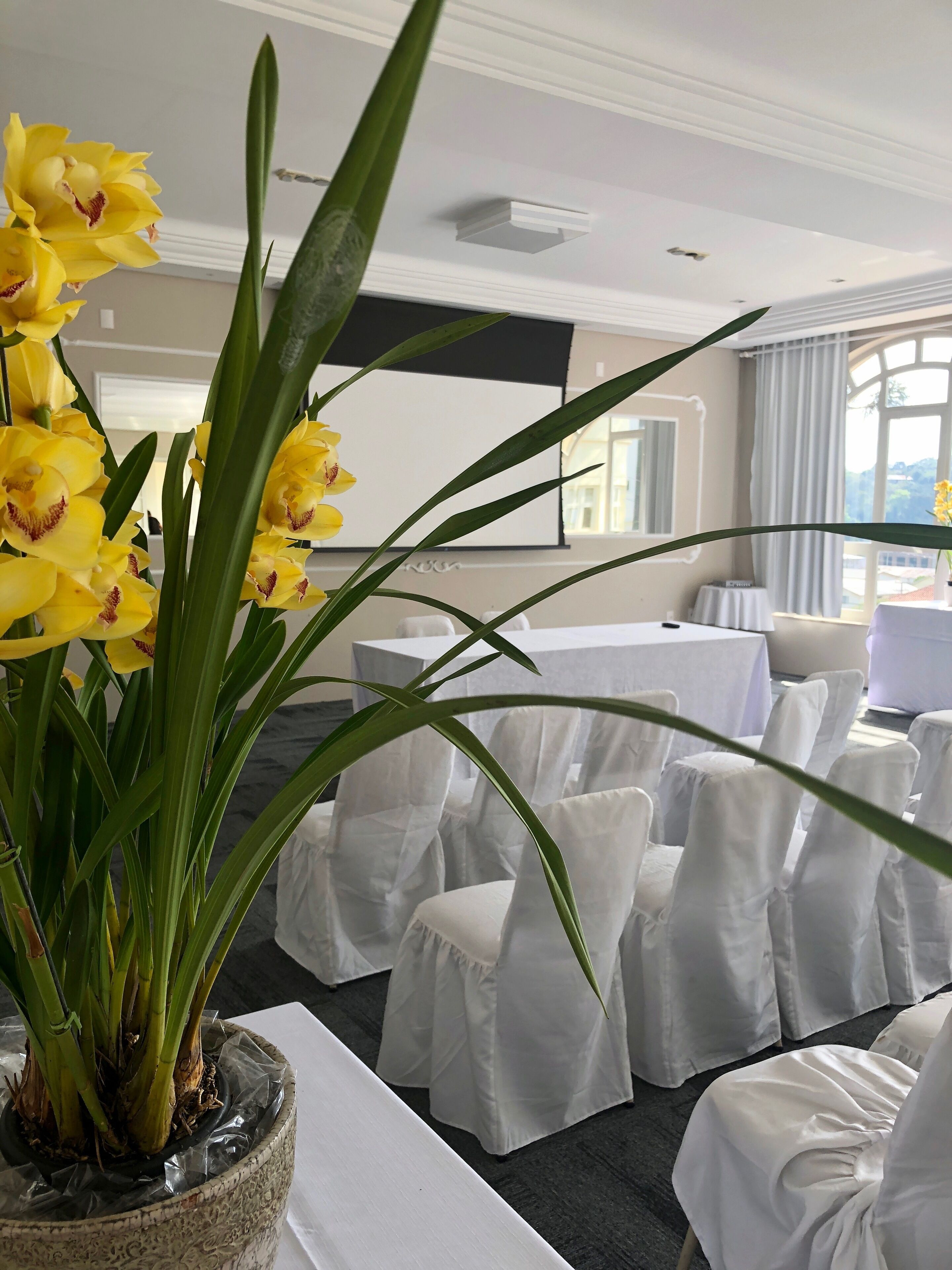 Habitació d'hotel amb una finestra gran, una planta en test amb flors grogues i cadires blanques ordenades.