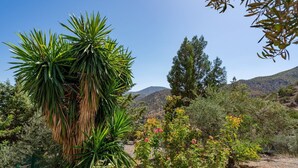 Un paysage désertique avec un yucca bien visible, divers arbustes et une chaîne de montagnes à l’horizon.